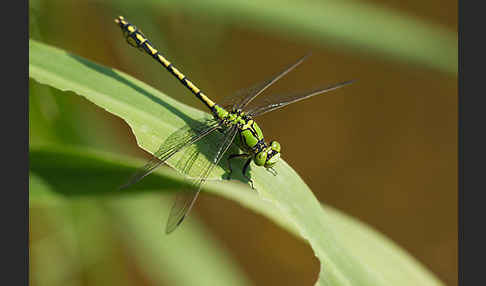 Grüne Keiljungfer (Ophiogomphus cecilia)