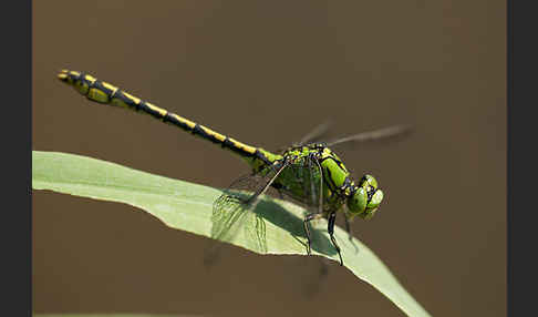 Grüne Keiljungfer (Ophiogomphus cecilia)