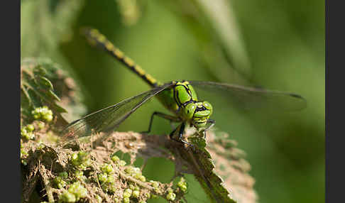 Grüne Keiljungfer (Ophiogomphus cecilia)