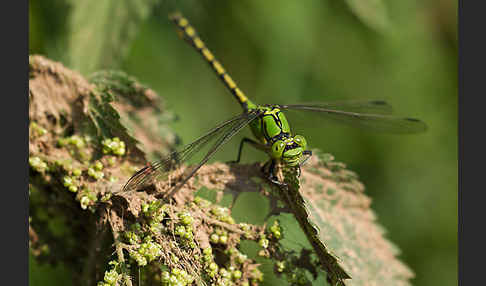 Grüne Keiljungfer (Ophiogomphus cecilia)