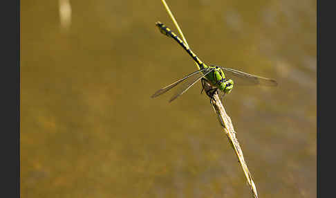 Grüne Keiljungfer (Ophiogomphus cecilia)