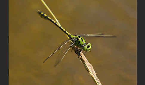 Grüne Keiljungfer (Ophiogomphus cecilia)