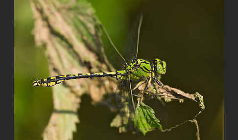 Grüne Keiljungfer (Ophiogomphus cecilia)