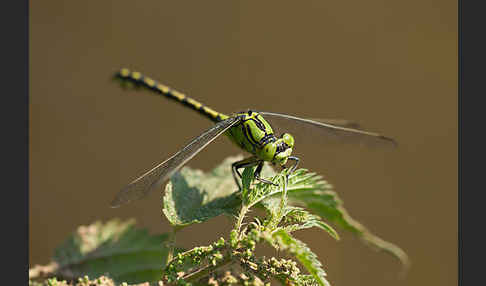 Grüne Keiljungfer (Ophiogomphus cecilia)