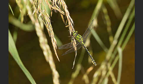 Grüne Keiljungfer (Ophiogomphus cecilia)