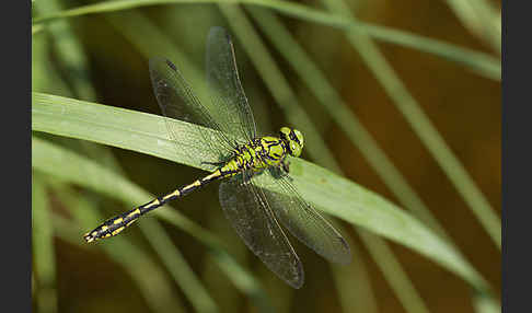 Grüne Keiljungfer (Ophiogomphus cecilia)