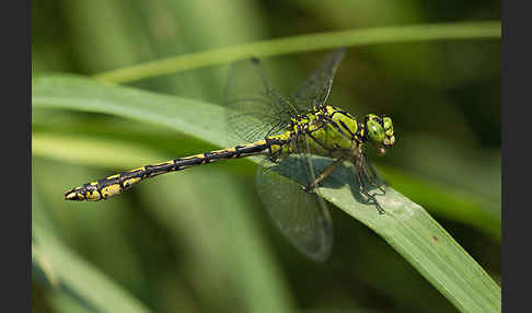 Grüne Keiljungfer (Ophiogomphus cecilia)