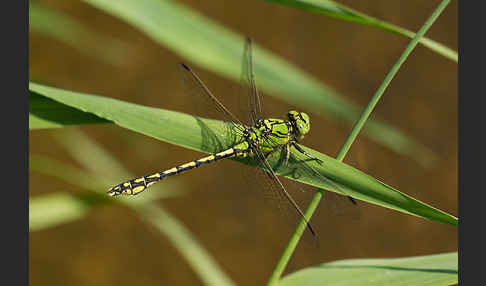 Grüne Keiljungfer (Ophiogomphus cecilia)