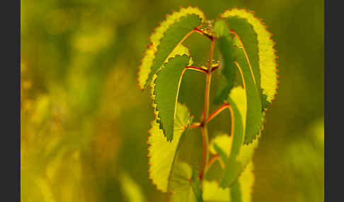 Großer Wiesenknopf (Sanguisorba officinalis)