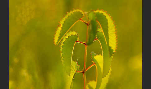 Großer Wiesenknopf (Sanguisorba officinalis)