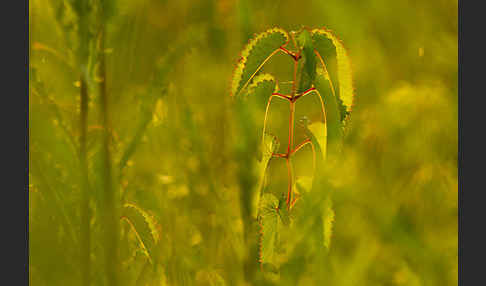 Großer Wiesenknopf (Sanguisorba officinalis)