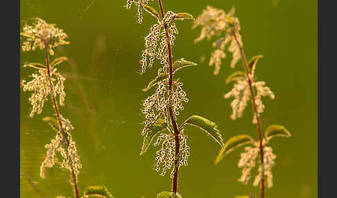 Brennnessel (Urtica spec.)