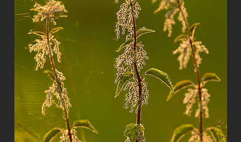 Brennnessel (Urtica spec.)