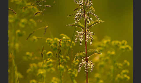 Brennnessel (Urtica spec.)