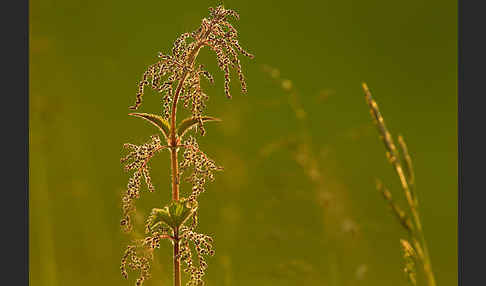 Brennnessel (Urtica spec.)