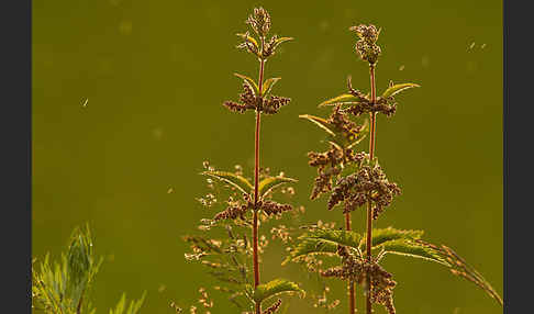 Brennnessel (Urtica spec.)