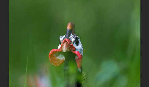 Helmperlhuhn (Numida meleagris)