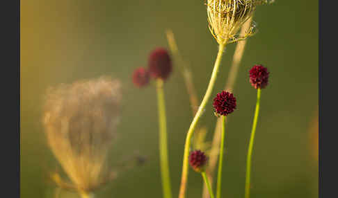 Großer Wiesenknopf (Sanguisorba officinalis)