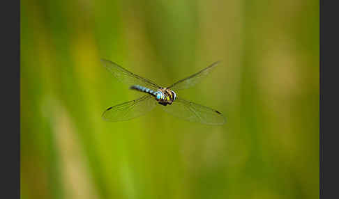 Herbst- Mosaikjungfer (Aeshna mixta)