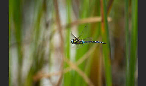 Herbst- Mosaikjungfer (Aeshna mixta)