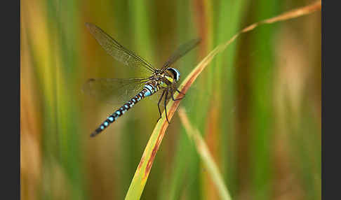 Herbst- Mosaikjungfer (Aeshna mixta)