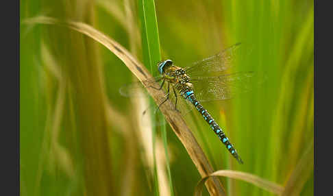 Herbst- Mosaikjungfer (Aeshna mixta)