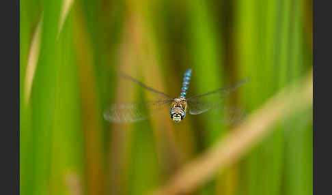 Herbst- Mosaikjungfer (Aeshna mixta)