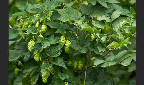 Gewöhnlicher Hopfen (Humulus lupulus)