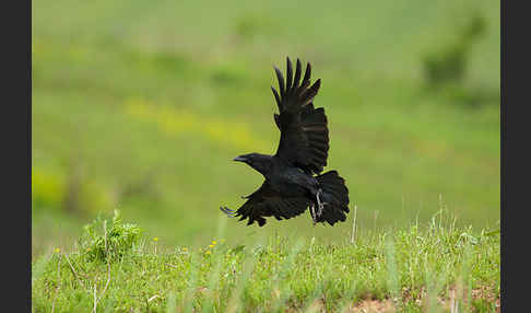 Kolkrabe (Corvus corax)