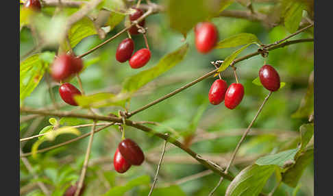 Kornelkirsche (Cornus mas)