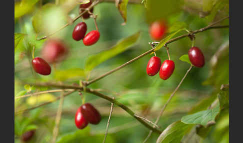 Kornelkirsche (Cornus mas)