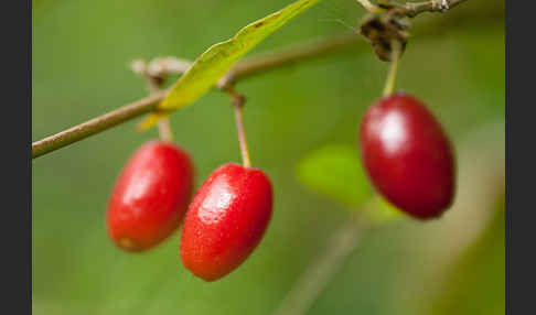 Kornelkirsche (Cornus mas)