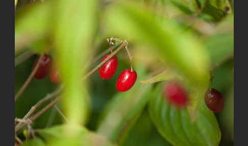 Kornelkirsche (Cornus mas)