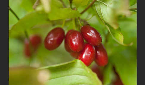 Kornelkirsche (Cornus mas)