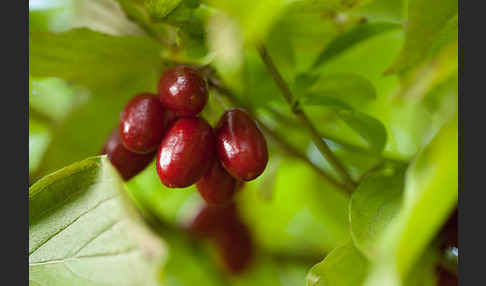 Kornelkirsche (Cornus mas)