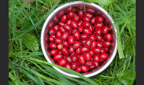 Kornelkirsche (Cornus mas)