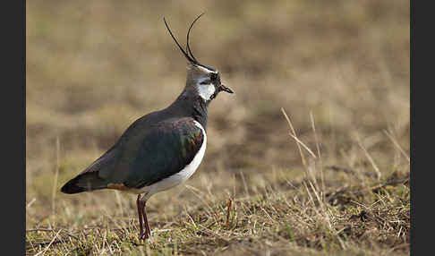 Kiebitz (Vanellus vanellus)