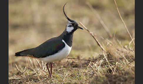 Kiebitz (Vanellus vanellus)