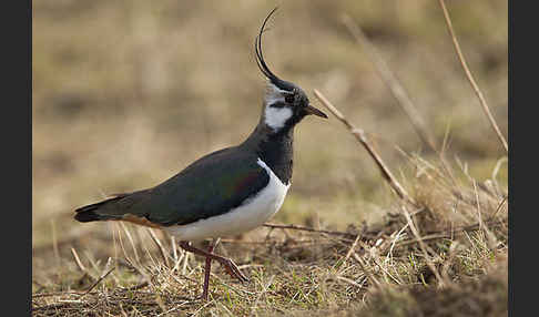 Kiebitz (Vanellus vanellus)