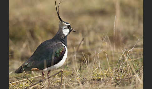 Kiebitz (Vanellus vanellus)