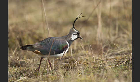 Kiebitz (Vanellus vanellus)