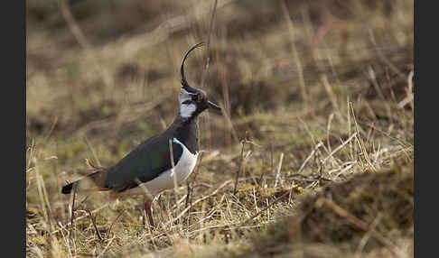 Kiebitz (Vanellus vanellus)