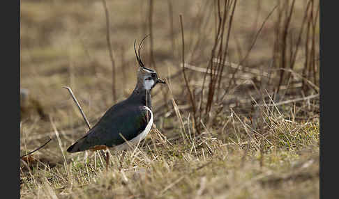 Kiebitz (Vanellus vanellus)