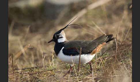 Kiebitz (Vanellus vanellus)