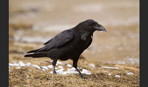 Kolkrabe (Corvus corax)