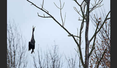 Kormoran (Phalacrocorax carbo)