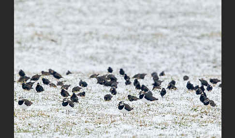 Kiebitz (Vanellus vanellus)