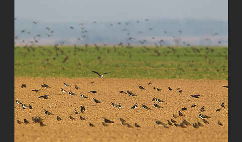 Kiebitz (Vanellus vanellus)