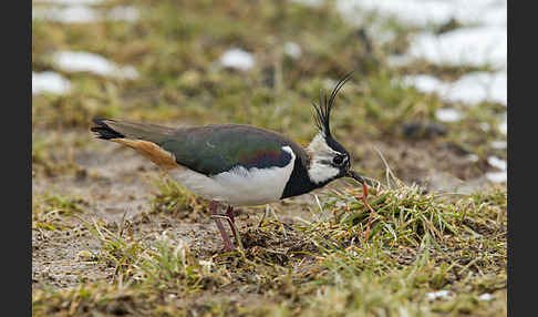 Kiebitz (Vanellus vanellus)