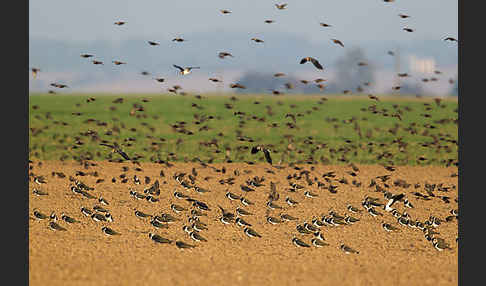 Kiebitz (Vanellus vanellus)